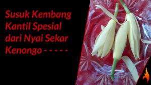 susuk kembang kantil