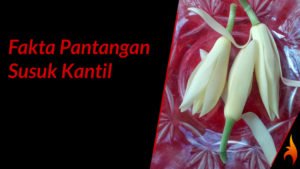 pantangan susuk kantil