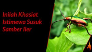 susuk samber iler