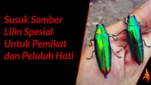 susuk samber lilin pemikat