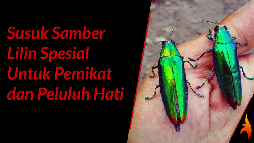 susuk samber lilin pemikat