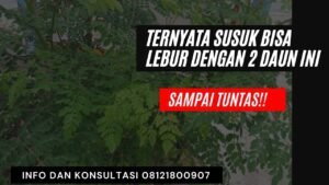 meleburkan susuk loloh dengan dua daun ini